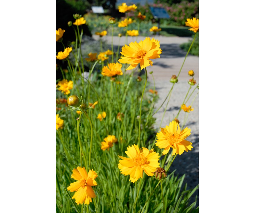 Early Sunrise Coreopsis
